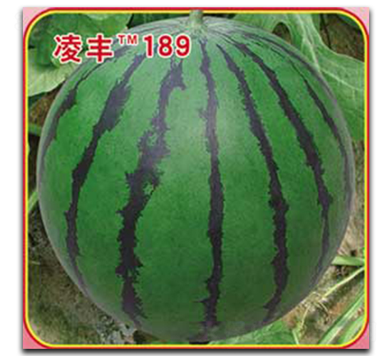 ���S189-���ϷN��-�s�S�N�I(y��)