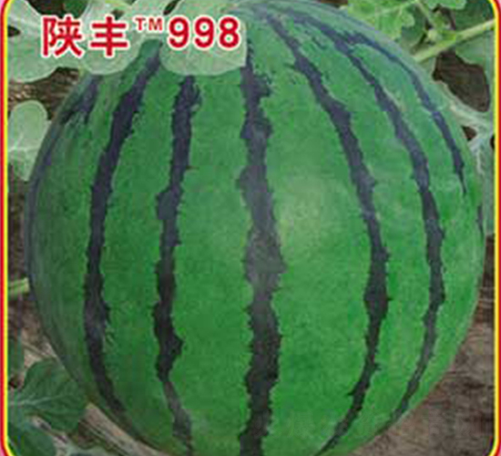 ��S998-���ϷN��-�s�S�N�I(y��)