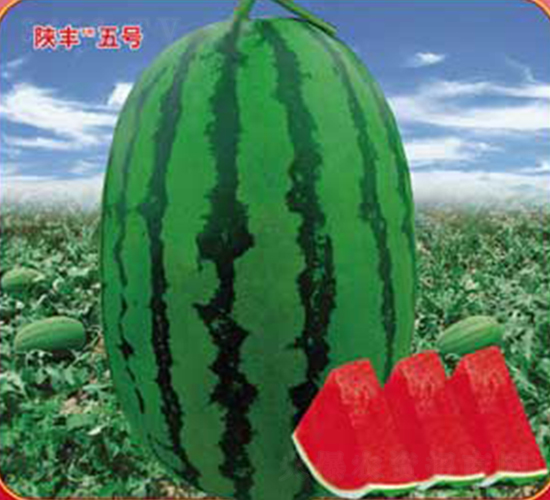 ��S��̖-���ϷN��-�s�S�N�I(y��)