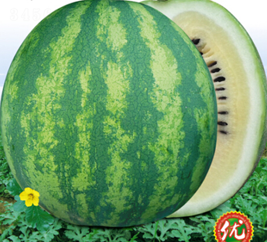 ��S׃��1̖(h��o)-���ϷN��-�s�S�N�I(y��)