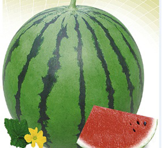 ����-���ϷN��-�s�S�N�I(y��)