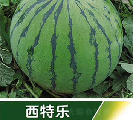 ���ؘ�-���ϷN��-�s�S�N�I(y��)