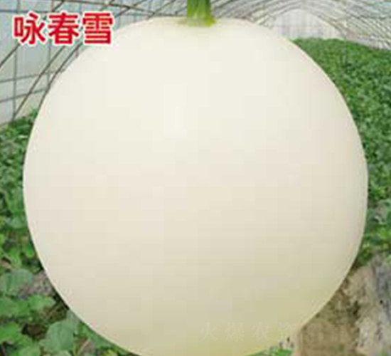 ԁ��ѩ-��ϷN��-�s�S�N�I(y��)