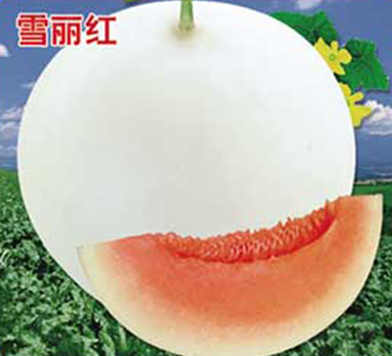 ѩ���t-��ϷN��-�s�S�N�I(y��)