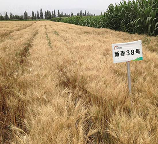 �´�38-С���N��-��ʥ�̷N�I(y��)