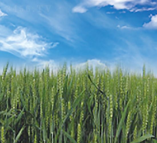 �¶�32-С���N��-��ʥ�̷N�I(y��)