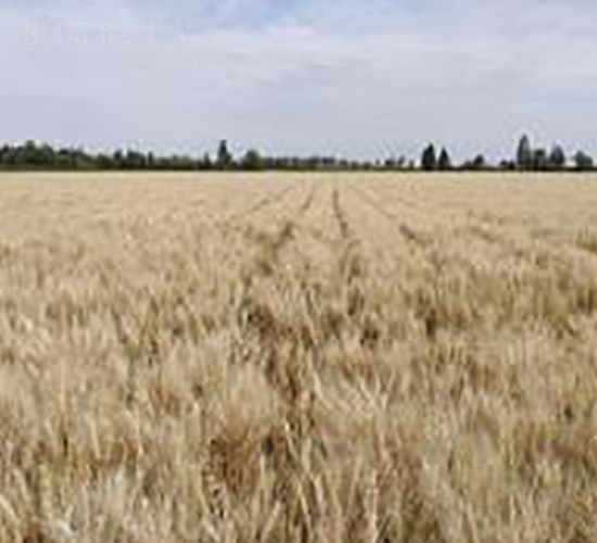 ��2038-С���N��-��ʥ�̷N�I(y��)