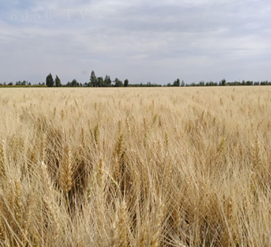 �´�43̖(h��o)-С���N��-��ʥ�̷N�I(y��)