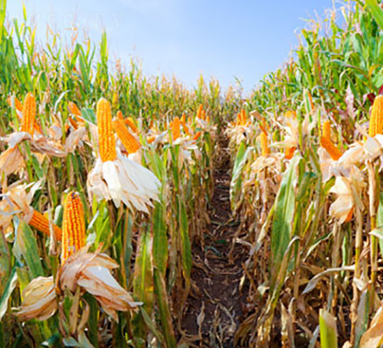 ����J03-���׷N��-��ʥ�̷N�I(y��)