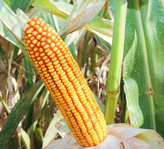 ����84-���׷N��-��ʥ�̷N�I(y��)