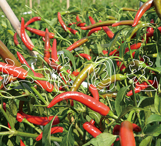 �t��2̖-�����N��-�����@ˇ