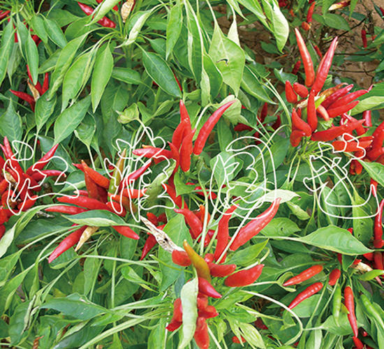 �t��-�����N��-�����@ˇ