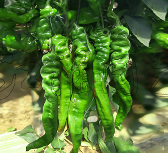 �콷4̖-�����N��-�����@ˇ