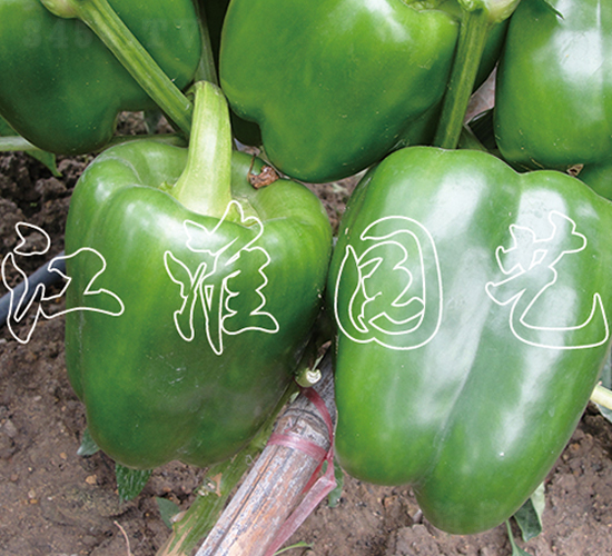 ����-�����N��-�����@ˇ