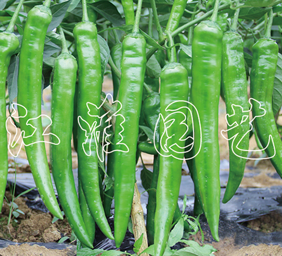 ������-�����N��-�����@ˇ