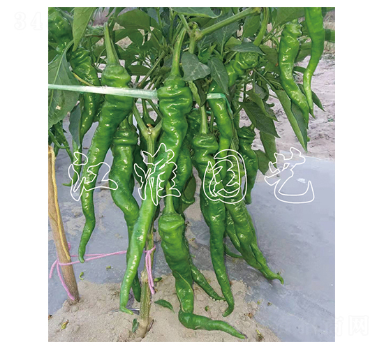 �콷6̖(h��o)-�����N��-�����@ˇ