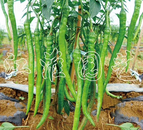 �L�S-�����N��-�����@ˇ