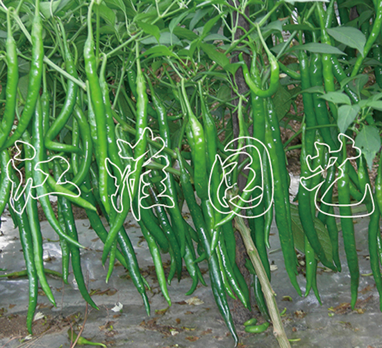 ����520-�����N��-�����@ˇ