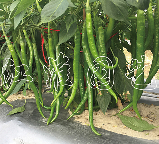 ����5̖(h��o)-�����N��-�����@ˇ