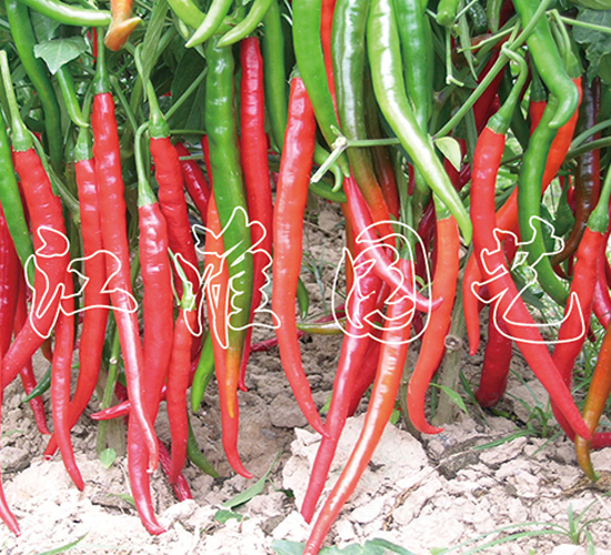 �����t��1̖-�����N��-�����@ˇ