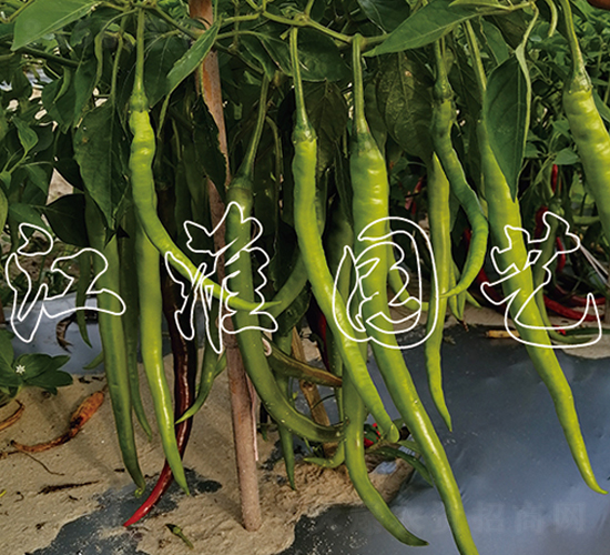 JYSL20-35-�����N��-�����@ˇ