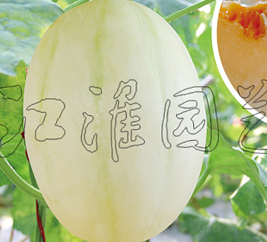 ���ی�5̖(h��o)-��ϷN��-�����@ˇ