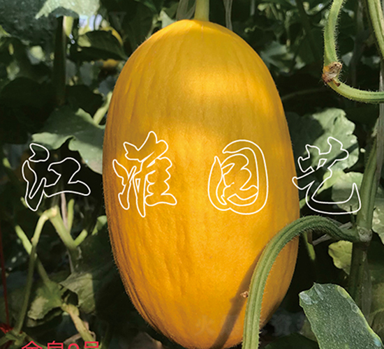 ��Ȫ2̖(h��o)-��ϷN��-�����@ˇ