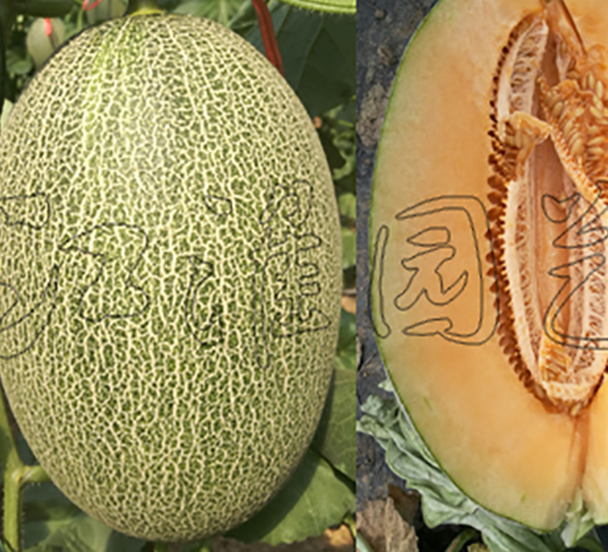 ������7̖(h��o)-��ϷN��-�����@ˇ