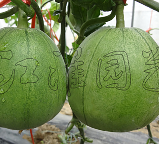 ���-��ϷN��-�����@ˇ