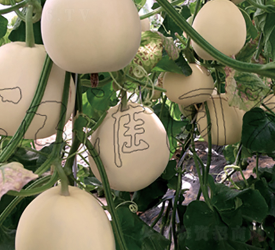 ����1̖-��ϷN��-�����@ˇ