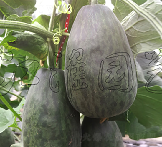 ����3̖(h��o)-��ϷN��-�����@ˇ