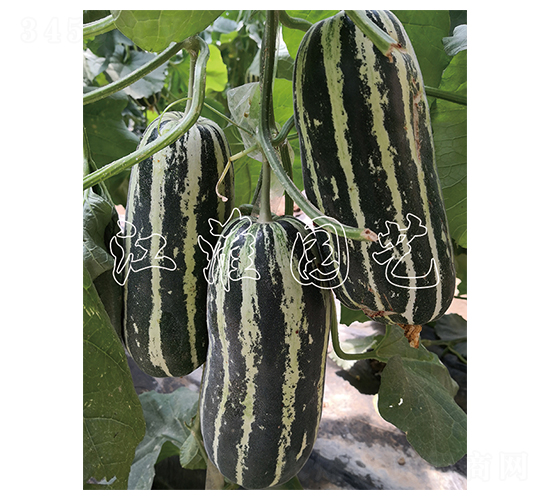 ����6̖-��ϷN��-�����@ˇ