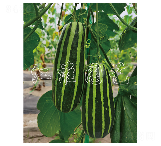 ����9̖(h��o)-��ϷN��-�����@ˇ