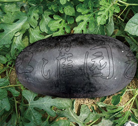 ������-���ϷN��-�����@ˇ