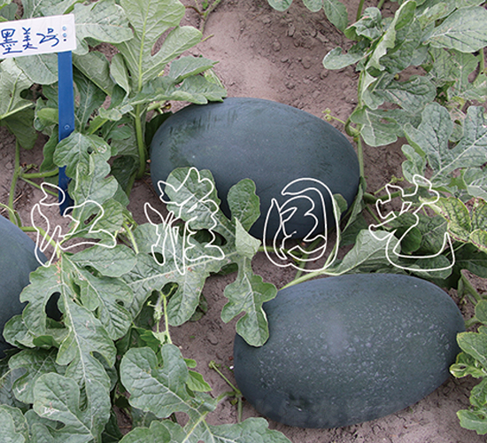 ī��2̖-���ϷN��-�����@ˇ