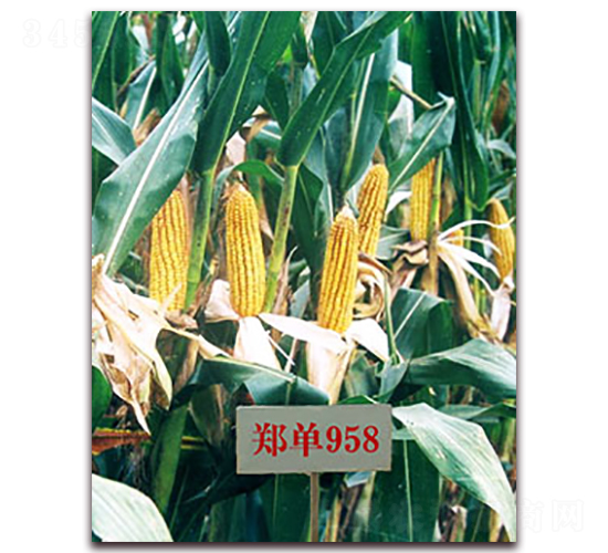 ����958-���׷N��-�����N��