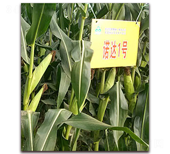 �Z�_1̖-���׷N��-�����N��