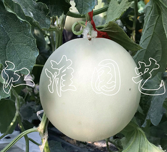 �y��2̖(h��o)-��ϷN��-�����@ˇ