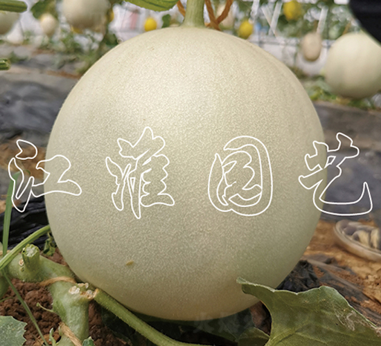 ���G��2̖(h��o)-��ϷN��-�����@ˇ