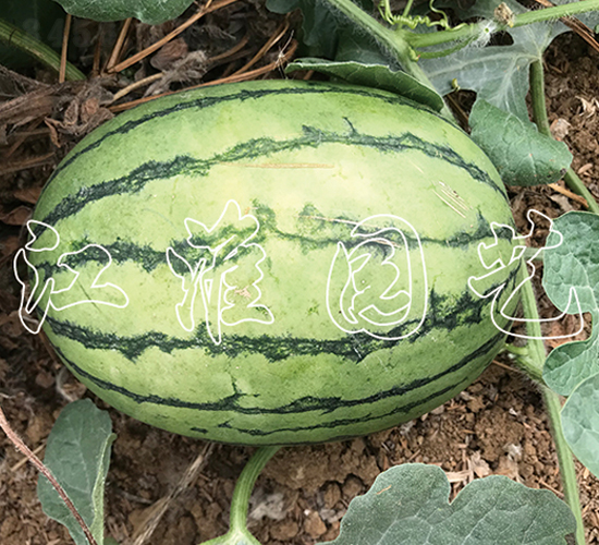 ׿Խ4̖-���ϷN��-�����@ˇ