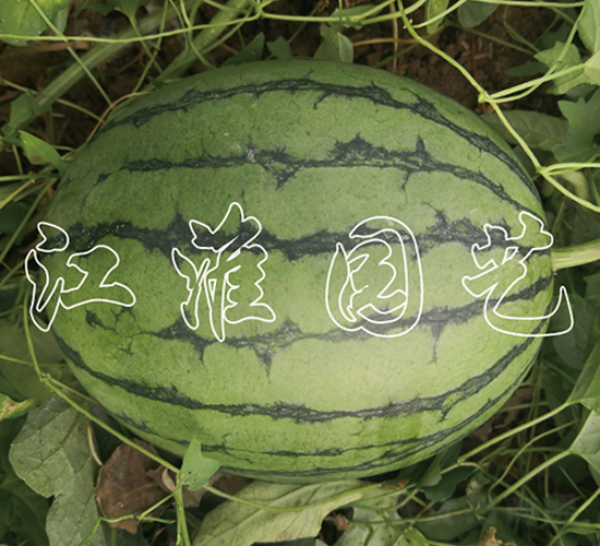 ׿Խ8̖-���ϷN��-�����@ˇ