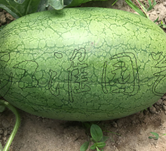 ����1̖(h��o)-���ϷN��-�����@ˇ