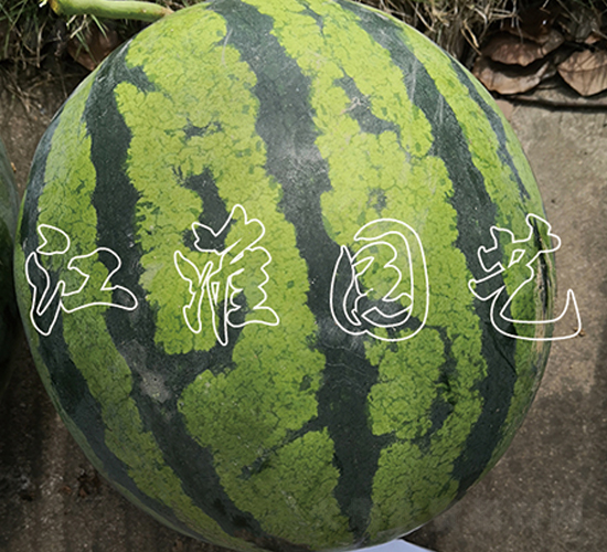 ����2̖-���ϷN��-�����@ˇ