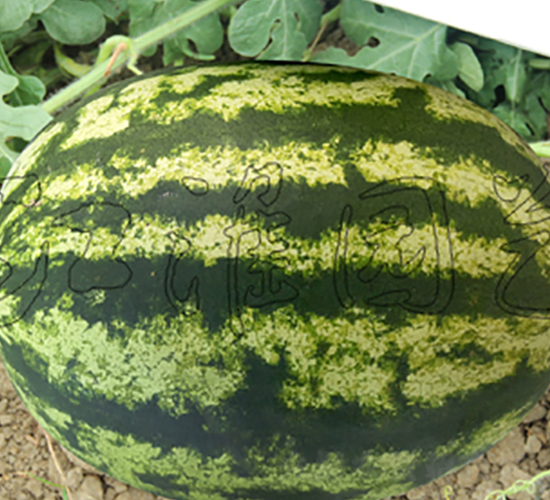 ���S3̖-���ϷN��-�����@ˇ