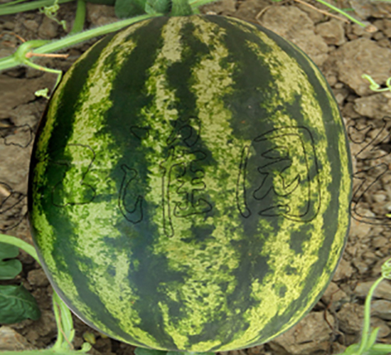 ���S5̖(h��o)-���ϷN��-�����@ˇ