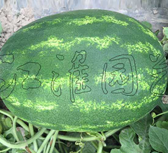 ���S6̖-���ϷN��-�����@ˇ