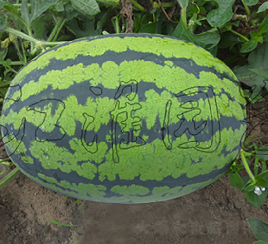 ݼ�A-���ϷN��-�����@ˇ