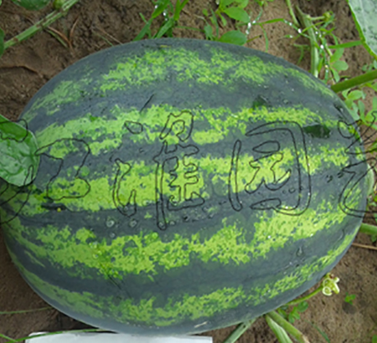 ���2̖(h��o)-���ϷN��-�����@ˇ