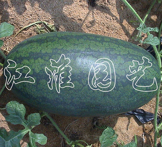 �Ꭷ����-���ϷN��-�����@ˇ