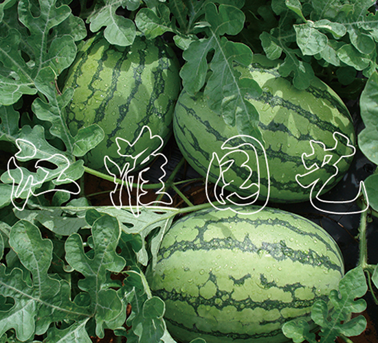 �G��788-���ϷN��-�����@ˇ